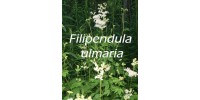 ORGANIC HERBAL TEA MEADOWSWEET (Filipendula ulmaria)
